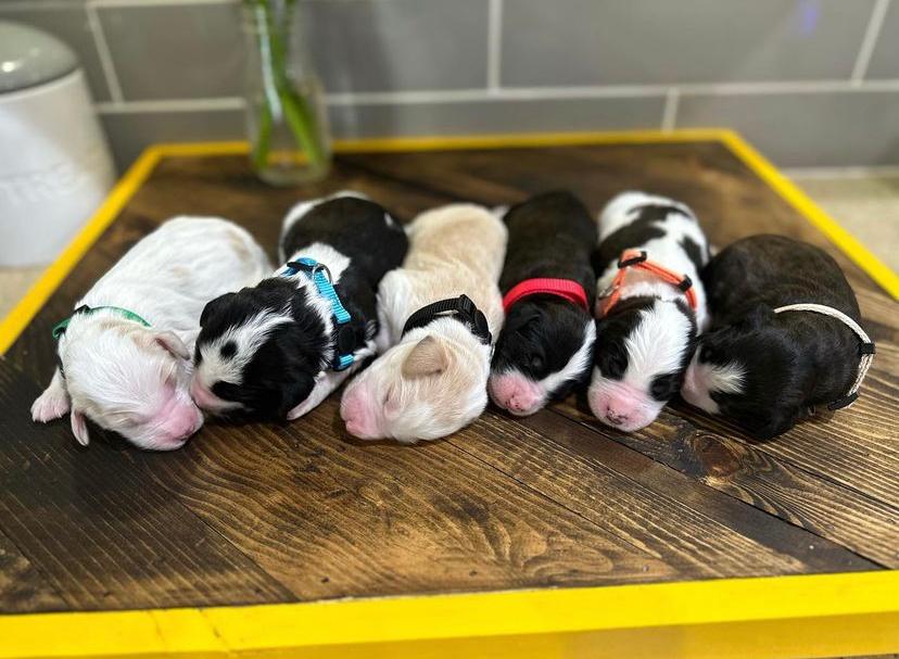 mini sheepadoodle puppies for sale texas