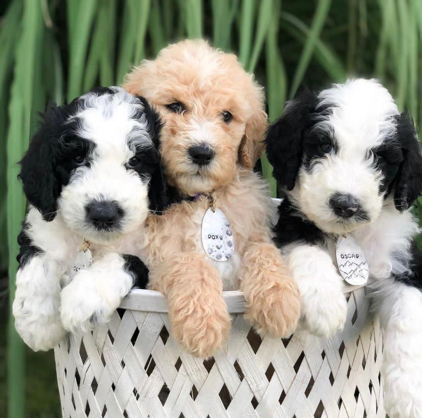 What is a sheepadoodle ?
