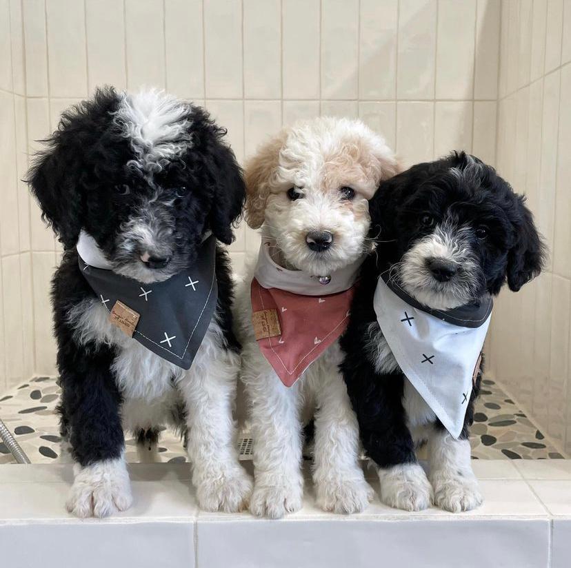 sheepadoodle for sale texas